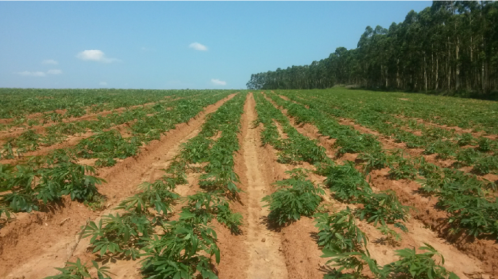 Cassava planter working process diagram